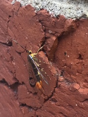 Synanthedon acerrubri