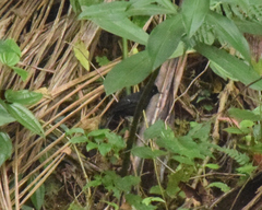 Pyriglena leucoptera