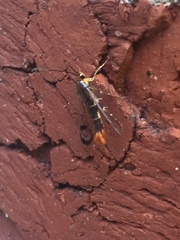 Synanthedon acerrubri