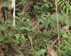 Pyriglena leucoptera