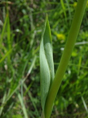 Traunsteinera globosa