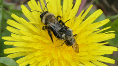 Andrena carlini