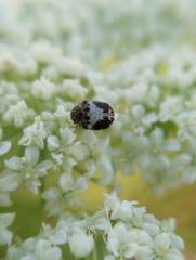 Anthrenus sophonisba