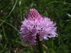 Traunsteinera globosa