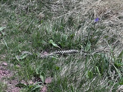 Vipera berus bosniensis