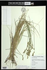 Carex echinodes