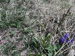 Vipera berus bosniensis