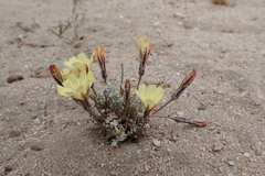 Anisocoma acaulis