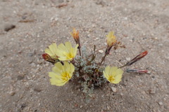 Anisocoma acaulis