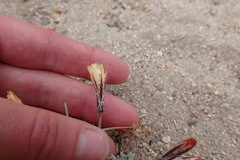Anisocoma acaulis
