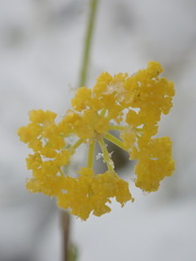 Harbouria trachypleura