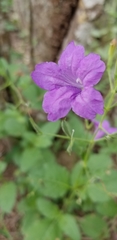 Ruellia ciliatiflora
