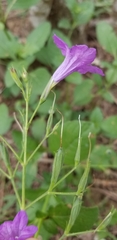 Ruellia ciliatiflora