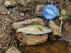 Micropterus cataractae