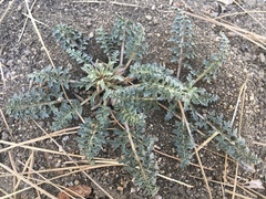 Pedicularis semibarbata
