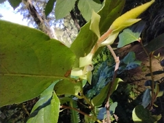 Cameraria gaultheriella