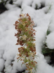 Ipomopsis spicata spicata