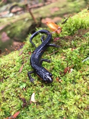 Plethodon jordani