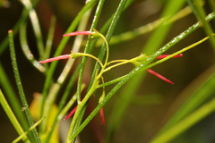 Dodonaea filifolia