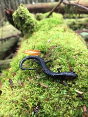 Plethodon jordani