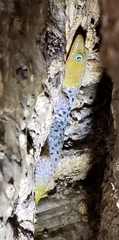 Sphaerodactylus nigropunctatus