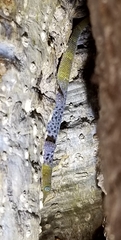Sphaerodactylus nigropunctatus