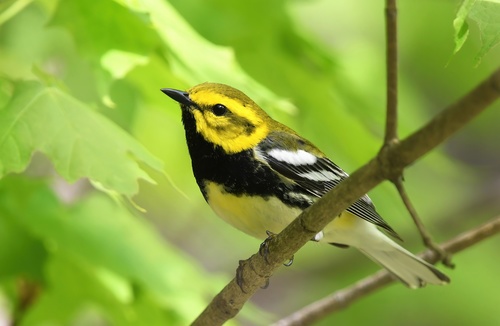 Black-throated Green Warbler (Setophaga virens) · iNaturalist