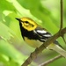 Black-throated Green Warbler - Photo (c) edporopat, some rights reserved (CC BY-NC), uploaded by edporopat