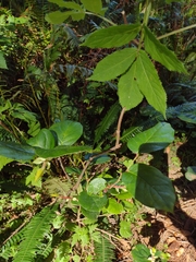 Cameraria gaultheriella