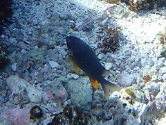 Plectroglyphidodon gascoynei