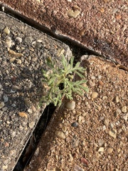 Leucospora multifida