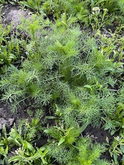 Tripleurospermum inodorum