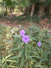 Ruellia simplex