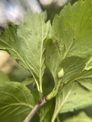 Blaesodiplosis venae