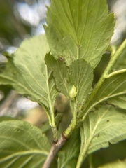 Blaesodiplosis venae