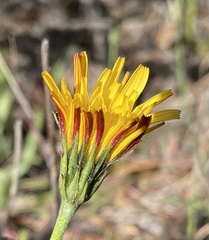 Microseris paludosa