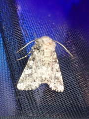 Pachetra sagittigera