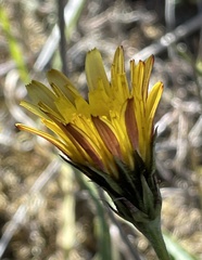 Microseris paludosa