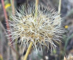 Microseris paludosa