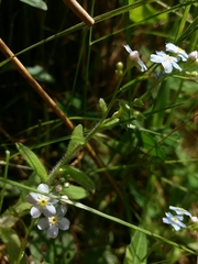 Myosotis secunda