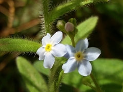 Myosotis secunda