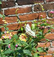 Protographium epidaus epidaus