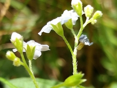 Myosotis secunda