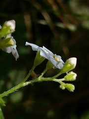 Myosotis secunda