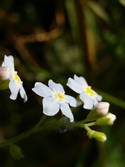 Myosotis secunda