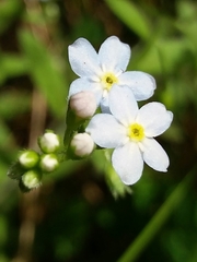 Myosotis secunda