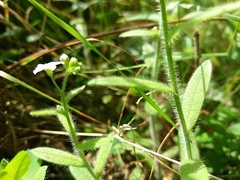 Myosotis secunda