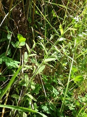 Myosotis secunda