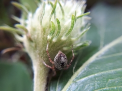 Anyphaena accentuata