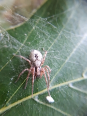 Anyphaena accentuata